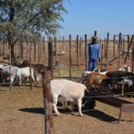 Farmers Urged To Submit Animal Health Declaration Forms The Namibian