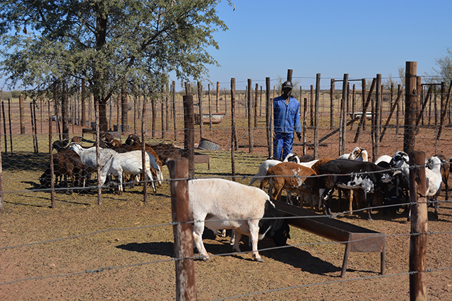 Farmers Urged To Submit Animal Health Declaration Forms The Namibian