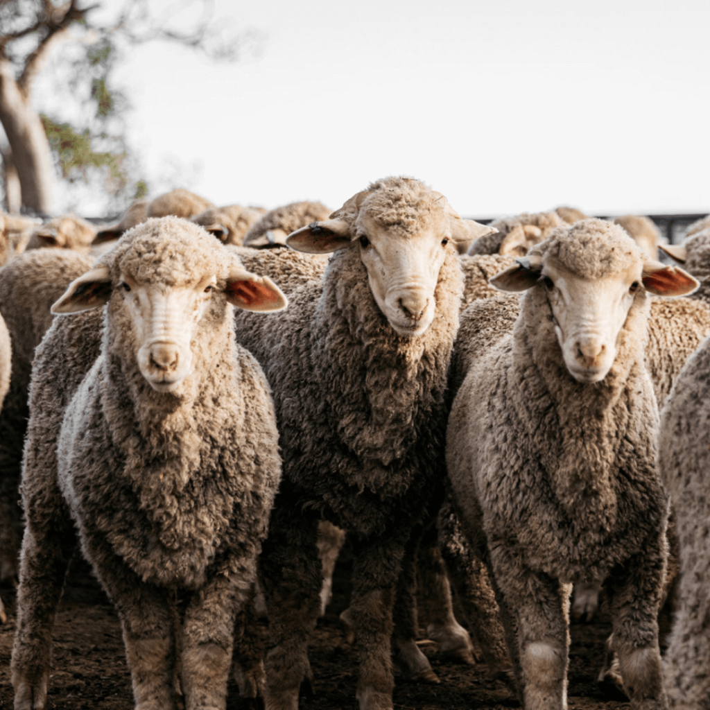 National Sheep Health Monitoring Project Animal Health Australia